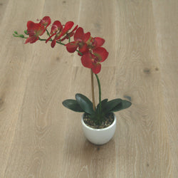 Smoked White Washed Grey Oak 5G Click Engineered Flooring BEO1422C